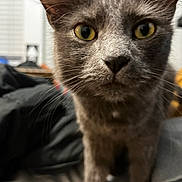 Jade is registered to the contest to win money with this photo: cat, gray_cat, yellow_eyes, whiskers, close_up, indoor, bed, blanket, curious, pet, feline, animal, soft_fur, ears, face, nose, domestic_animal, cozy, blurred_background, furniture