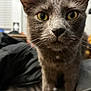 cat, gray_cat, yellow_eyes, whiskers, close_up, indoor, bed, blanket, curious, pet, feline, animal, soft_fur, ears, face, nose, domestic_animal, cozy, blurred_background, furniture