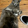 cat, gray_cat, yellow_eyes, fluffy, pet, animal, floor, wood_floor, shoe, black_shoe, indoor, lying_down, playful, curious, close_up, feline, domestic_cat, relaxed, paw, fur