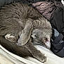 cat, gray_cat, sleeping, curled_up, paw, fur, bed, clothes, fabric, cozy, resting, nap, indoor, pet, feline, whiskers, tail, ear, soft, relaxation