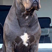 Rocks participe au concours pour gagner de l'argent avec cette photo : dog, canine, indoor, pet, sitting, gray_coat, white_patch, muscular, large_dog, floor, tile_floor, animal, domestic_animal, portrait, looking_away, ears_up, paw, snout, furniture, background