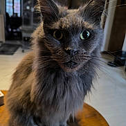 Lancelot participe au concours pour gagner de l'argent avec cette photo : cat, gray_cat, fluffy, indoor, pet, animal, feline, whiskers, portrait, closeup, green_eyes, fur, sitting, table, domestic_cat, cute, curious, house, mammal, furry