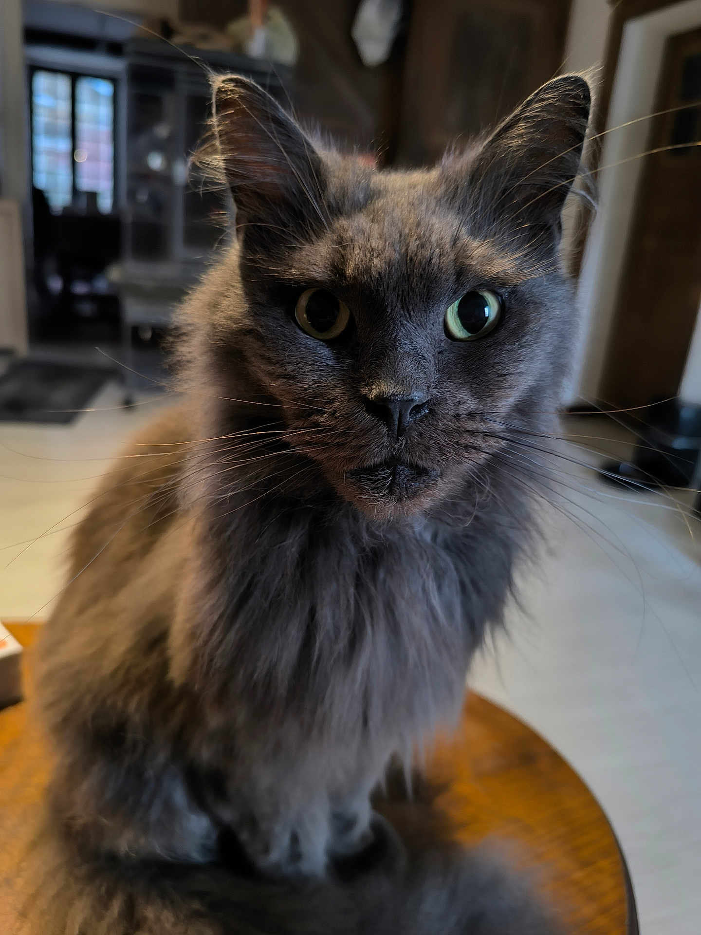 Lancelot participe au concours pour gagner de l'argent avec cette photo : cat, gray_cat, fluffy, indoor, pet, animal, feline, whiskers, portrait, closeup, green_eyes, fur, sitting, table, domestic_cat, cute, curious, house, mammal, furry
