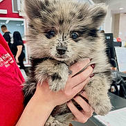 Romi is registered to the contest to win money with this photo: puppy, dog, fluffy, cute, pet, animal, small_dog, hand, person, indoor, office, red_shirt, fur, paws, face, eyes, holding, background, light, cuddly