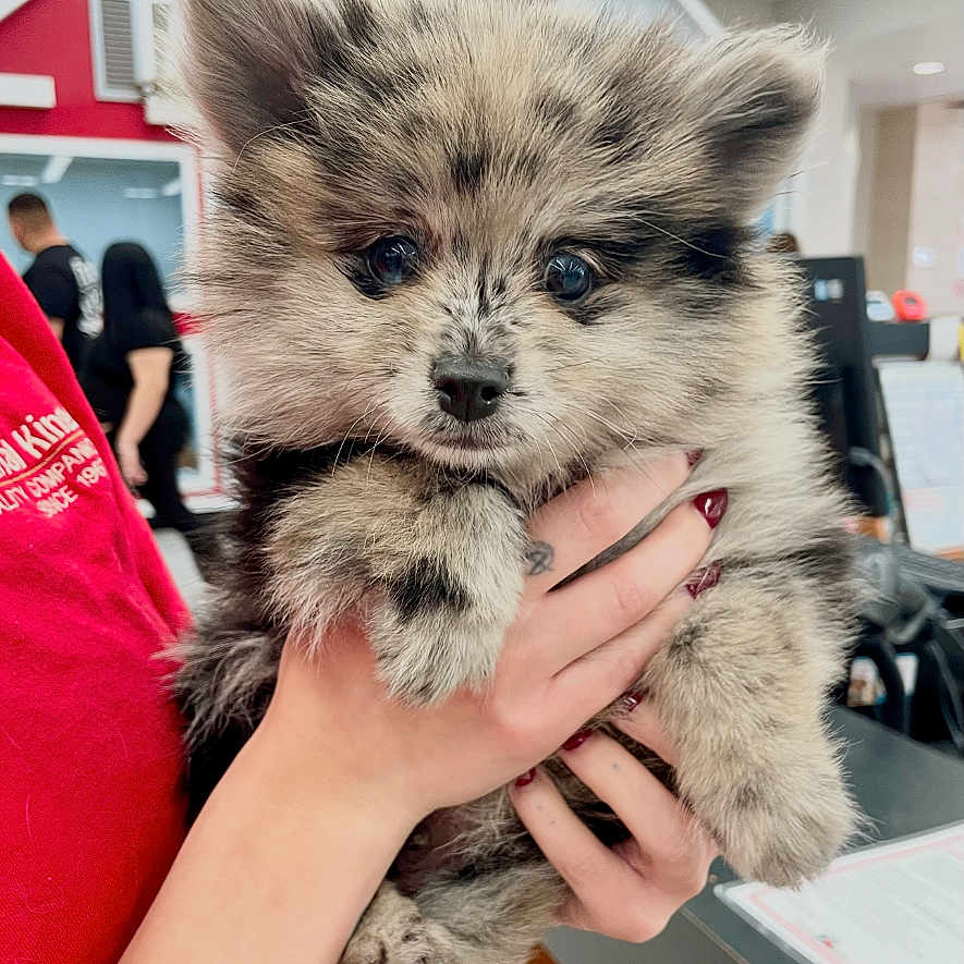 Romi is registered to the contest to win money with this photo: puppy, dog, fluffy, cute, pet, animal, small_dog, hand, person, indoor, office, red_shirt, fur, paws, face, eyes, holding, background, light, cuddly