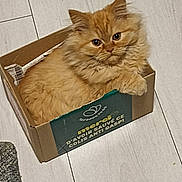 Pyro participe au concours pour gagner de l'argent avec cette photo : cat, orange_cat, fluffy_cat, cardboard_box, floor, wooden_floor, indoor, pet, animal, cute, feline, looking_at_camera, curious, box, carpet, rug, home, cozy, paw, ears