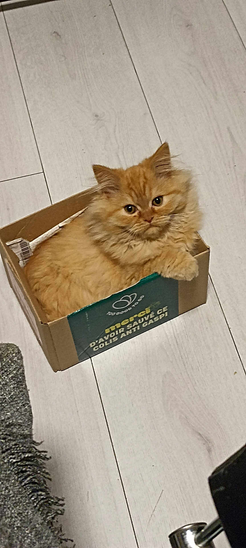 Pyro participe au concours pour gagner de l'argent avec cette photo : cat, orange_cat, fluffy_cat, cardboard_box, floor, wooden_floor, indoor, pet, animal, cute, feline, looking_at_camera, curious, box, carpet, rug, home, cozy, paw, ears