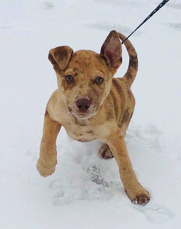 Austin joined the competition — help win amazing prizes! canidae, carnivore, collar, companion_dog, dog, dog_breed, dog_collar, dog_supply, fawn, freezing, fur, pet_supply, puppy, snout, snow, sporting_group, tail, terrestrial_animal, winter, working_animal