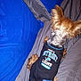Gucci is registered to the contest to win money with this photo: dog, pet, clothing, shirt, detroit_lions, football, bed, bedding, blue, gray, ears, fur, small_dog, lying_down, indoor, animal, cute, sleepy, resting, canine