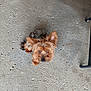 Gucci is registered to the contest to win money with this photo: dog, small_dog, yorkshire_terrier, pet, looking_up, ears_up, fur, animal, concrete_floor, indoor, curious, brown_fur, black_fur, floor_texture, chair_leg, domestic_animal, companion, cute, canine, alert