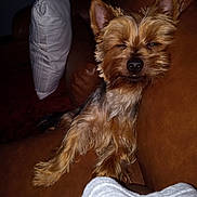 Gucci joined the competition — help win amazing prizes! dog, small_dog, sleepy, brown_couch, leather_couch, pillow, blanket, indoor, pet, fur, ears, nose, paw, relaxed, resting, animal, companion, home, cozy, cute