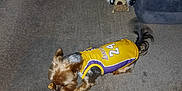 Gucci joined the competition — help win amazing prizes! dog, small_dog, yellow_jersey, lakers, carpet, toy, stuffed_animal, couch, indoor, pet, playing, floor, chewing, tail, furniture, home, casual, animal, sports_jersey, cute