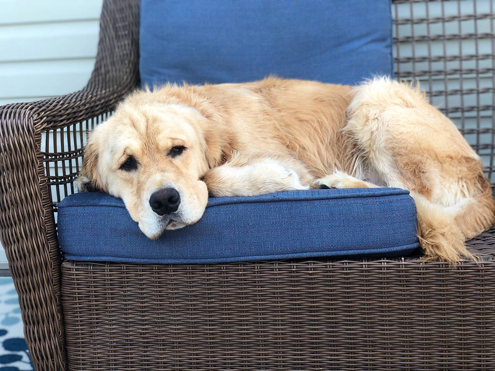 Camden is registered to the contest to win money with this photo: canidae, carnivore, chair, comfort, companion_dog, dog, dog_breed, dog_supply, fawn, fur, mammal, outdoor_furniture, outdoor_sofa, pet_supply, plant, rectangle, sporting_group, vertebrate, wicker, wood