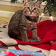 Milo is registered to the contest to win money with this photo: bell, cat, christmas_tree, close_up, collar, curious, festive, gift_wrap, holiday, indoor, kitten, ornament, pet, present, red_blanket, sitting, tabby, tree_lights, tree_skirt, whiskers