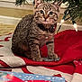 bell, cat, christmas_tree, close_up, collar, curious, festive, gift_wrap, holiday, indoor, kitten, ornament, pet, present, red_blanket, sitting, tabby, tree_lights, tree_skirt, whiskers
