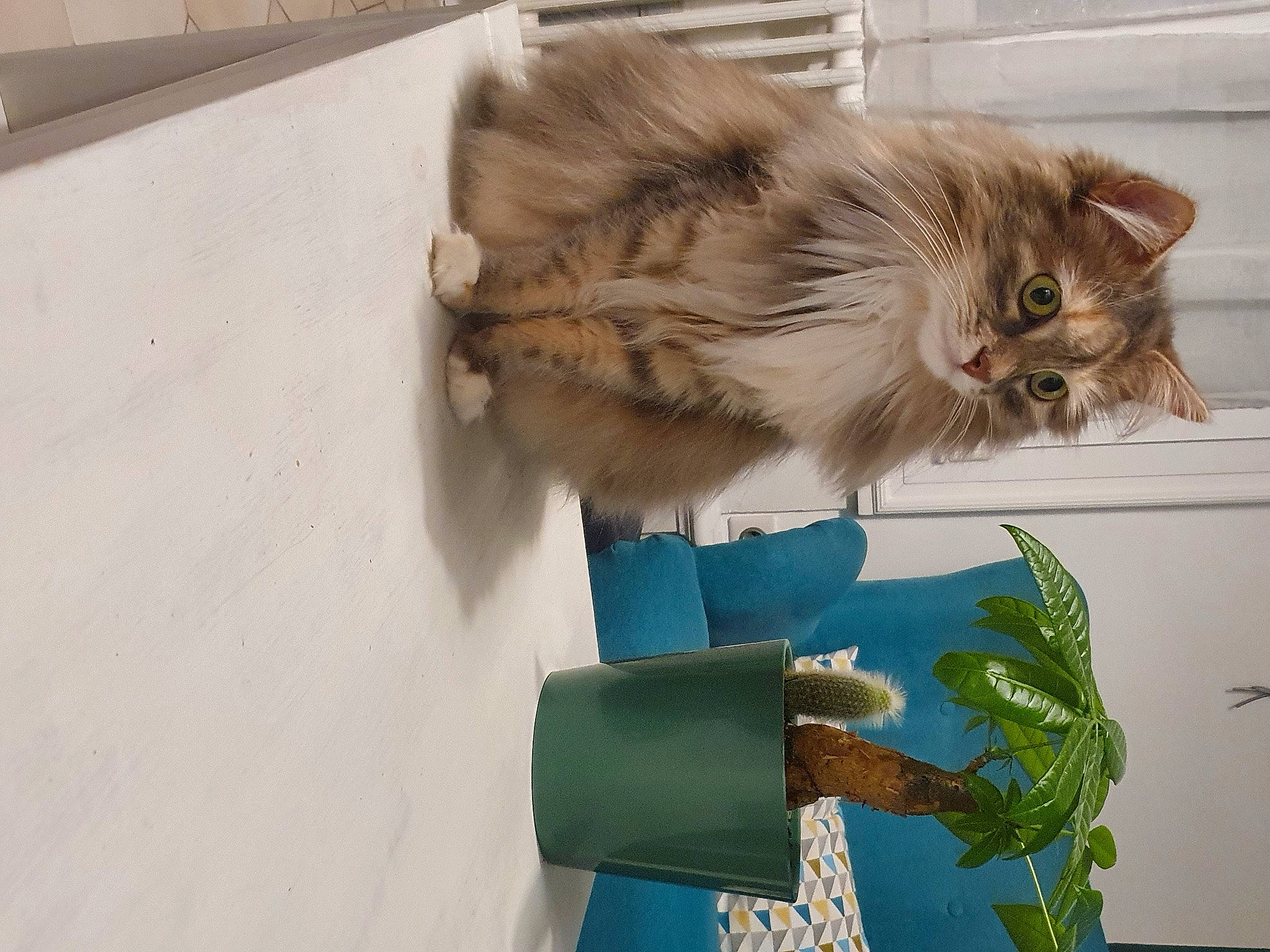 Fiona a rejoint le concours — aidez-le/la à gagner de superbes lots ! british_longhair, canidae, carnivore, cat, claw, companion_dog, domestic_short_haired_cat, fawn, felidae, fur, paw, persian, room, small_to_medium_sized_cats, snout, tail, terrestrial_animal, whiskers