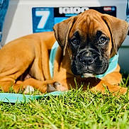Parker is registered to the contest to win money with this photo: puppy, dog, grass, outdoor, leash, brown_fur, cute, animal, pet, canine, sunlight, closeup, portrait, young, playful, resting, collar, nature, expression, background_blur
