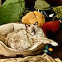 Trip is registered to the contest to win money with this photo: cat, sleeping, pet_bed, couch, plush_toy, cushion, cozy, indoor, furniture, relaxation, fluffy, cream_color, paw, resting, home, soft_texture, animal, comfort, nap, domestic