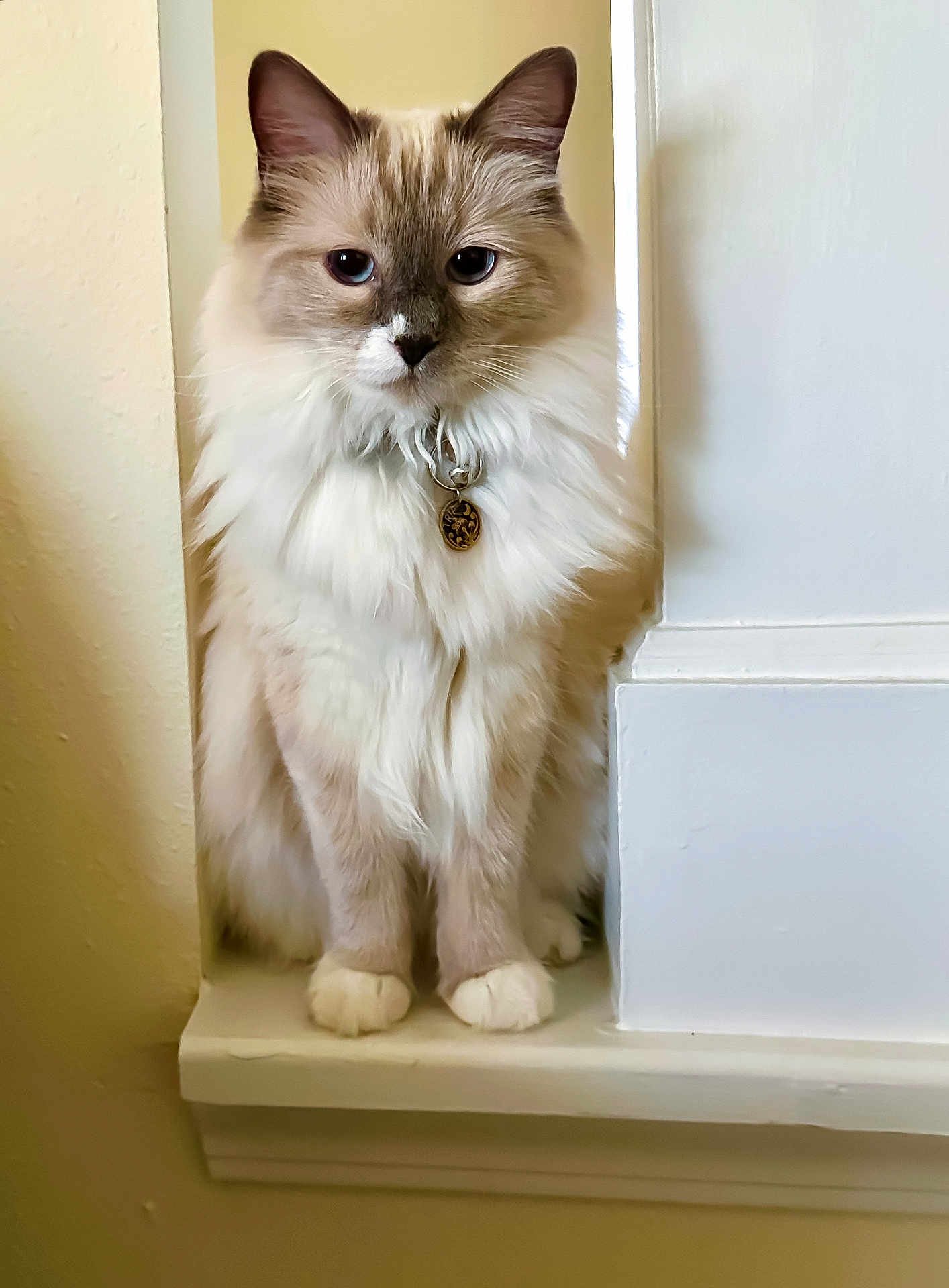 Trip is registered to the contest to win money with this photo: cat, fluffy, sitting, windowsill, indoor, pet, fur, white, cream, gray, portrait, animal, cute, collar, elegant, domestic, feline, closeup, calm, quiet