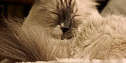 Trip joined the competition — help win amazing prizes! cat, sleeping, fluffy, fur, closeup, cozy, relaxed, indoor, pet, animal, whiskers, tail, resting, cute, mammal, feline, soft, comfort, domestic, nap
