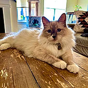 Trip is registered to the contest to win money with this photo: cat, fluffy, blue_eyes, wooden_table, indoor, living_room, cat_tree, window, natural_light, couch, pillow, relaxed, pet, feline, fur, whiskers, domestic_animal, collar, home, animal