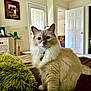 Trip is registered to the contest to win money with this photo: cat, fluffy, indoor, pet, feline, bed, pillow, furniture, home, cozy, animal, looking_at_camera, whiskers, ears, collar, tag, door, plant, painting, carpet