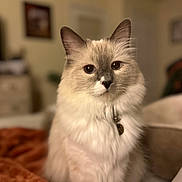 Trip is registered to the contest to win money with this photo: animal, blanket, blue_eyes, cat, closeup, collar, cozy, cute, domestic_animal, feline, fluffy, focused, furry, home, indoor, pet, portrait, relaxed, sitting, soft_fur