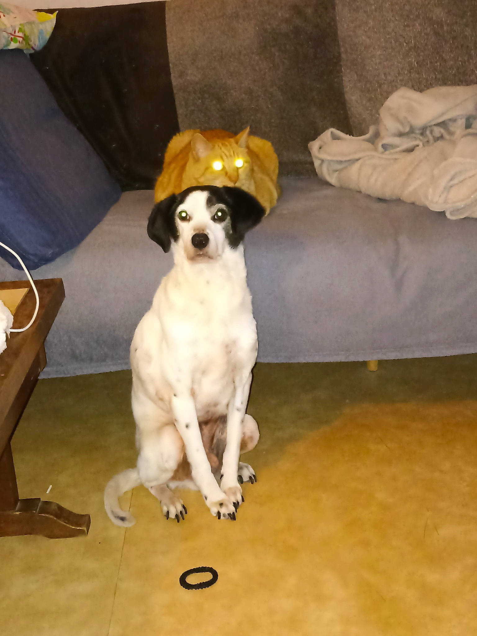 Golden a rejoint le concours — aidez-le/la à gagner de superbes lots ! carnivore, chair, collar, comfort, companion_dog, couch, dog, dog_breed, dog_collar, fawn, floor, flooring, furniture, hardwood, paw, pet_supply, snout, tail, wood, working_animal