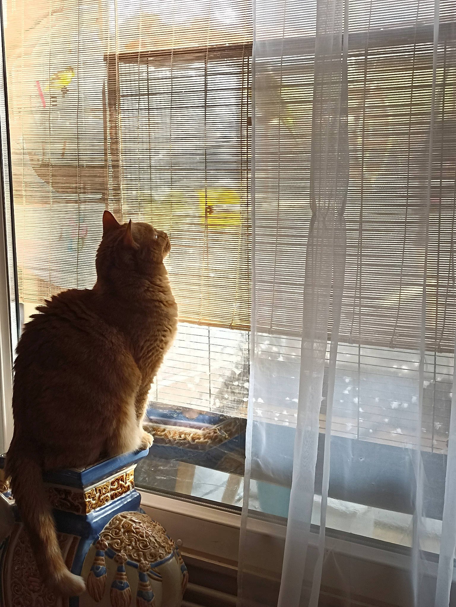 Pitti participe au concours pour gagner de l'argent avec cette photo : animal_shelter, cage, carnivore, cat, felidae, house, mammal, mesh, pet_supply, shade, small_to_medium_sized_cats, tail, tints_and_shades, vertebrate, whiskers, window, window_blind, window_covering, window_treatment, wood