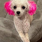 Gigi is registered to the contest to win money with this photo: dog, poodle, white_dog, pink_ears, curly_fur, pet, animal, cute, crossed_legs, indoor, plush_cushion, facing_camera, small_dog, domestic_animal, fur, portrait, sitting, cozy, companion, friendly