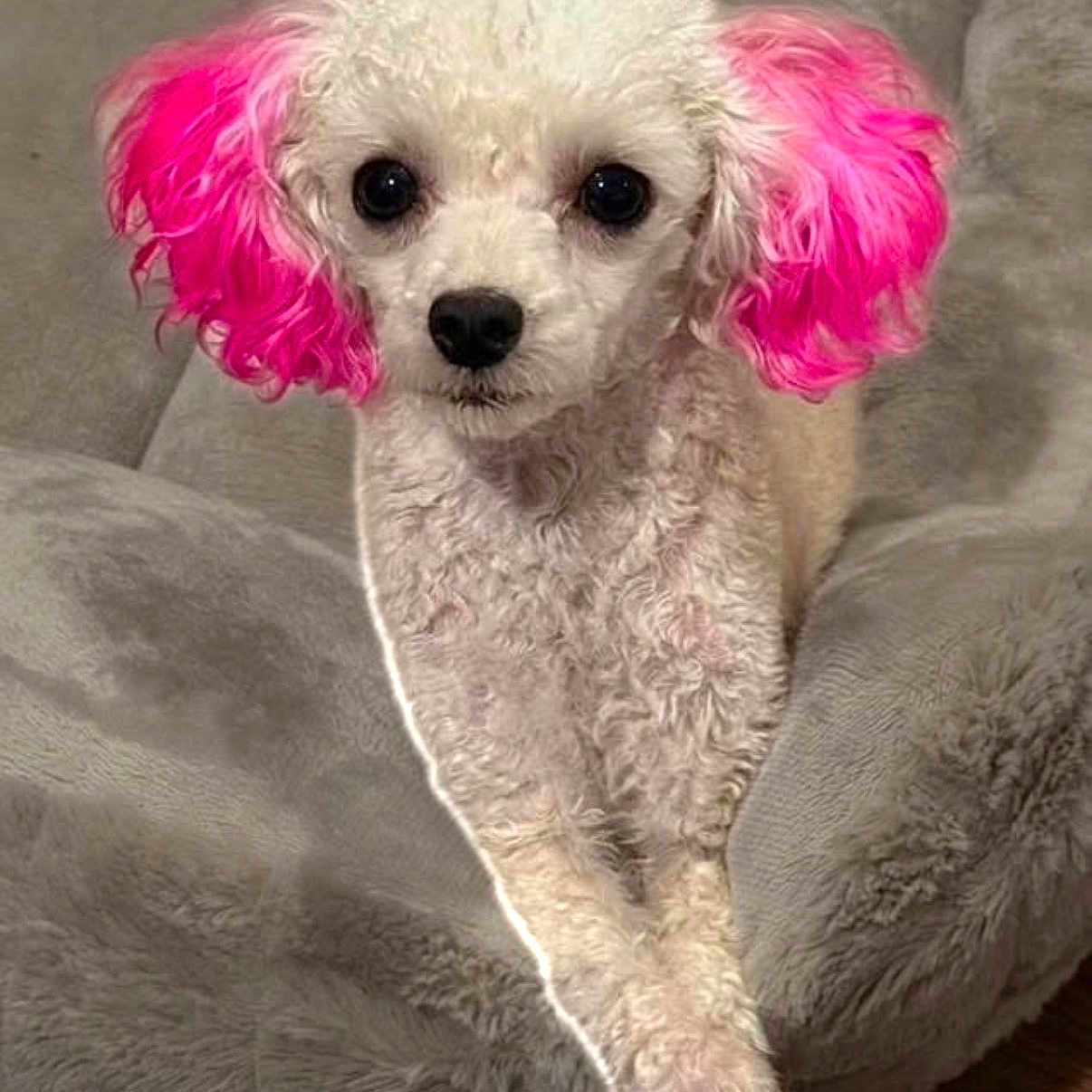 Gigi is registered to the contest to win money with this photo: dog, poodle, white_dog, pink_ears, curly_fur, pet, animal, cute, crossed_legs, indoor, plush_cushion, facing_camera, small_dog, domestic_animal, fur, portrait, sitting, cozy, companion, friendly
