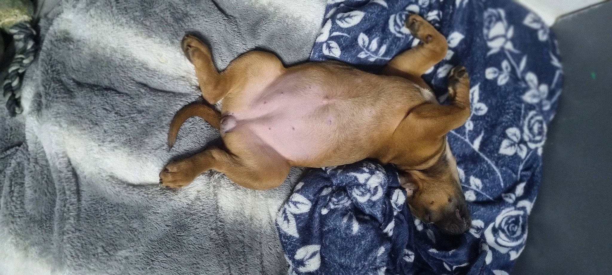 Nala'H a rejoint le concours — aidez-le/la à gagner de superbes lots ! canidae, carnivore, comfort, companion_dog, dog, dog_breed, dog_supply, liver, non_sporting_group, sporting_group, terrestrial_animal, toy_dog, working_animal