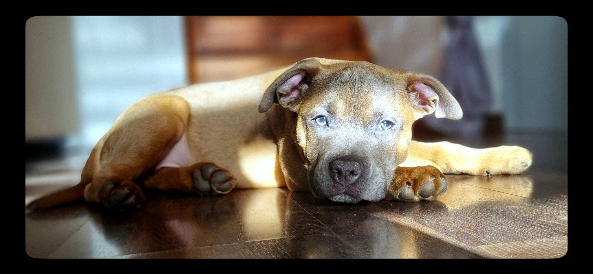 Nala'H a rejoint le concours — aidez-le/la à gagner de superbes lots ! canidae, carnivore, comfort, companion_dog, dog, dog_breed, dog_supply, liver, non_sporting_group, paw, pet_supply, photo_caption, puppy, snout, street_dog, tail, terrestrial_animal, whiskers, wood, working_animal