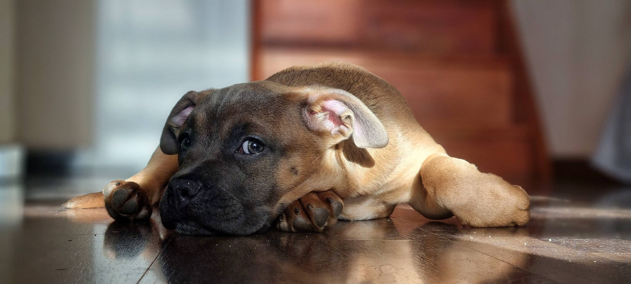 Nala'H a rejoint le concours — aidez-le/la à gagner de superbes lots ! canidae, carnivore, collar, companion_dog, dog, dog_breed, eye, fawn, liver, non_sporting_group, paw, sporting_group, terrestrial_animal, whiskers, working_animal, wrinkle