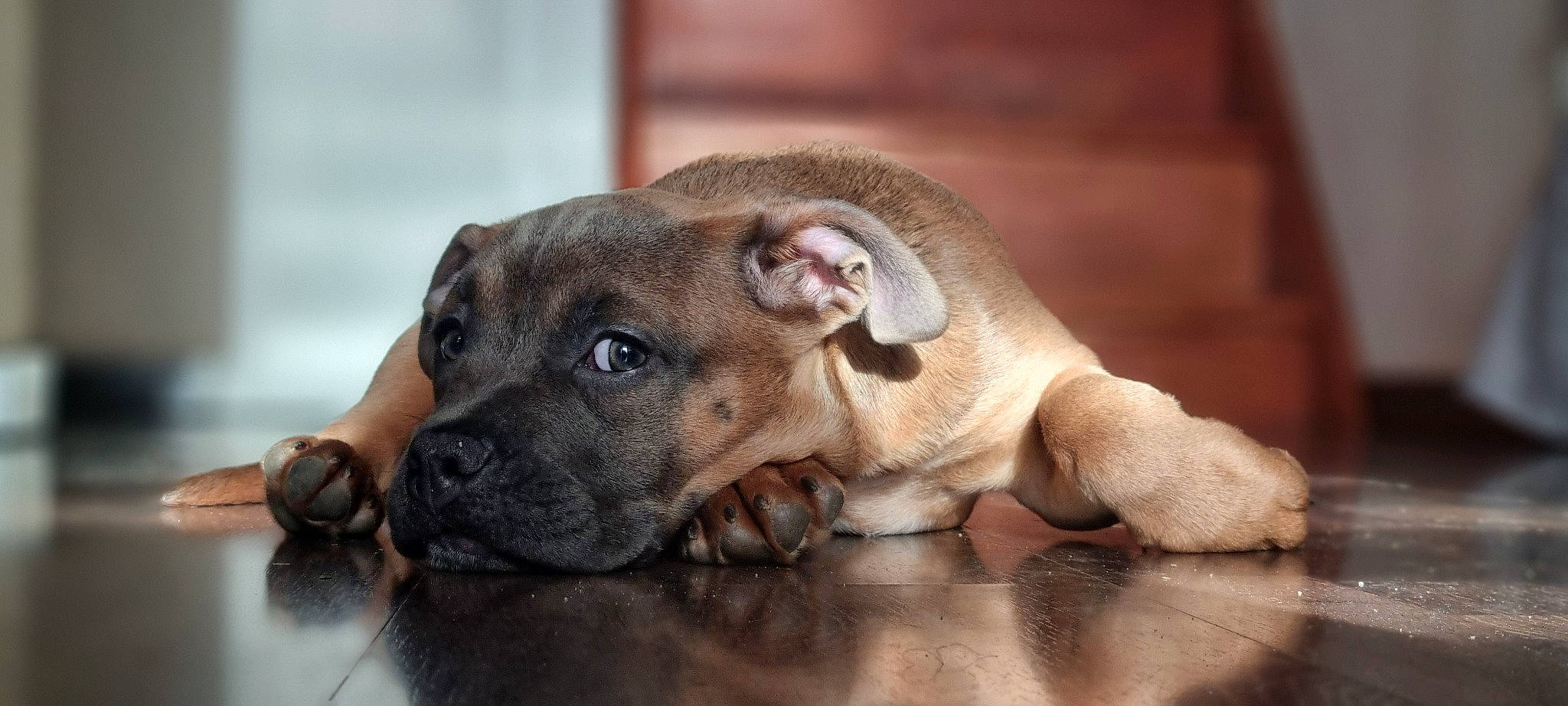 Nala'H participe au concours pour gagner de l'argent avec cette photo : canidae, carnivore, companion_dog, dog, dog_breed, fawn, fur, liver, non_sporting_group, paw, pet_supply, sporting_group, terrestrial_animal, whiskers, wood, working_animal, wrinkle