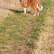 Praline participe au concours pour gagner de l'argent avec cette photo : animal, brown_dog, canine, daytime, dog, ears, field, fur, grass, grassland, looking_back, nature, orange_harness, outdoor, path, pet, sunny, tail, trail, walking