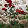 Anne D.