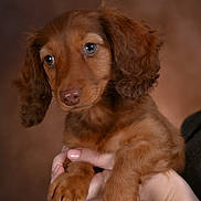 Voltaire a rejoint le concours — aidez-le/la à gagner de superbes lots ! animal, baby, bodypart, canine, cockerspaniel, dog, face, finger, goldenretriever, hand, head, hound, person, pet, puppy, terrier