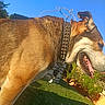 dog, canine, pet, outdoor, grass, sunlight, blue_sky, collar, studs, tongue_out, ears, happy, nature, garden, animal, daylight, muzzle, fur, side_view, background