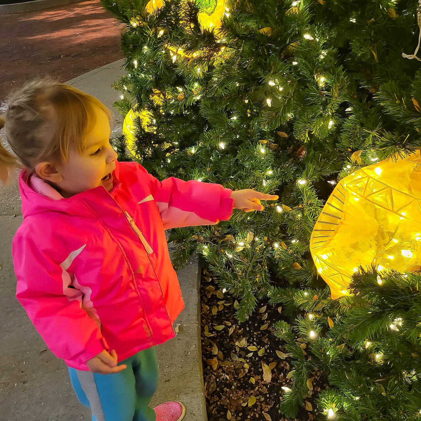 Abby is registered to the contest to win money with this photo: baby_toddler_clothing, botany, christmas_decoration, christmas_ornament, christmas_tree, evergreen, fun, grass, hairstyle, happy, holiday_ornament, leaf, nature, people_in_nature, person, plant, tints_and_shades, toddler, tree, woody_plant