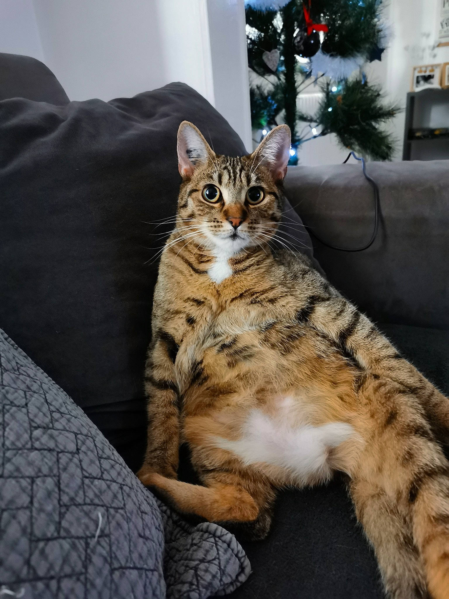 Grisette a rejoint le concours — aidez-le/la à gagner de superbes lots ! carnivore, cat, christmas_ornament, christmas_tree, comfort, conifer, domestic_short_haired_cat, event, felidae, fur, holiday, holiday_ornament, ornament, paw, sitting, small_to_medium_sized_cats, tail, terrestrial_animal, tree, whiskers