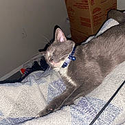 Rust is registered to the contest to win money with this photo: animal, blanket, cardboard_boxes, cat, collar, cozy, feline, fur, gray_cat, indoor, pet, relaxed, room, sleepy, soft_texture, stretching, tail, wall, whiskers, white_fur