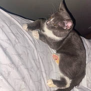 Rust joined the competition — help win amazing prizes! cat, gray_cat, white_paws, pet, indoor, bed, bedding, eiffel_tower_pattern, paw_pads, feline, resting, sleepy, fur, whiskers, tail, pink_paws, domestic_cat, shadow, relaxed, animal