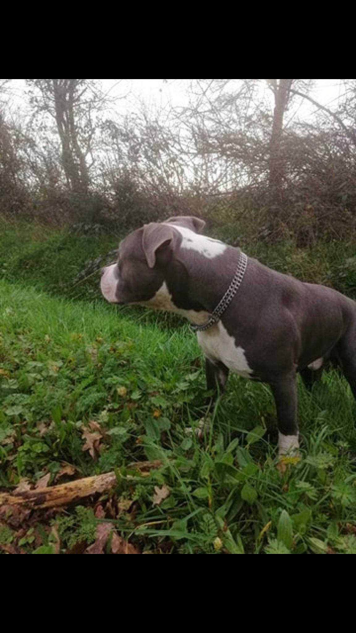 Phalco participe au concours pour gagner de l'argent avec cette photo : american_pit_bull_terrier, american_staffordshire_terrier, bandog, canidae, carnivore, dog, dog_breed, fawn, mammal, non_sporting_group, pit_bull, snout, sporting_group, staffordshire_bull_terrier, vertebrate