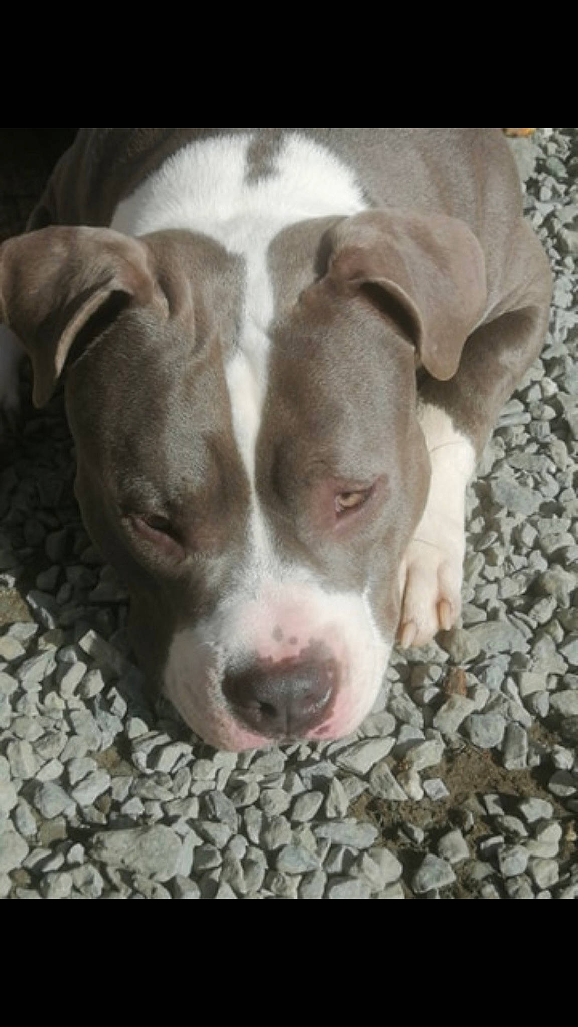 Phalco participe au concours pour gagner de l'argent avec cette photo : american_bulldog, american_pit_bull_terrier, american_staffordshire_terrier, bulldog, bully_kutta, canidae, carnivore, dog, dog_breed, ear, fawn, mammal, non_sporting_group, nose, pit_bull, rare_breed_dog, snout, sporting_group, staffordshire_bull_terrier, vertebrate