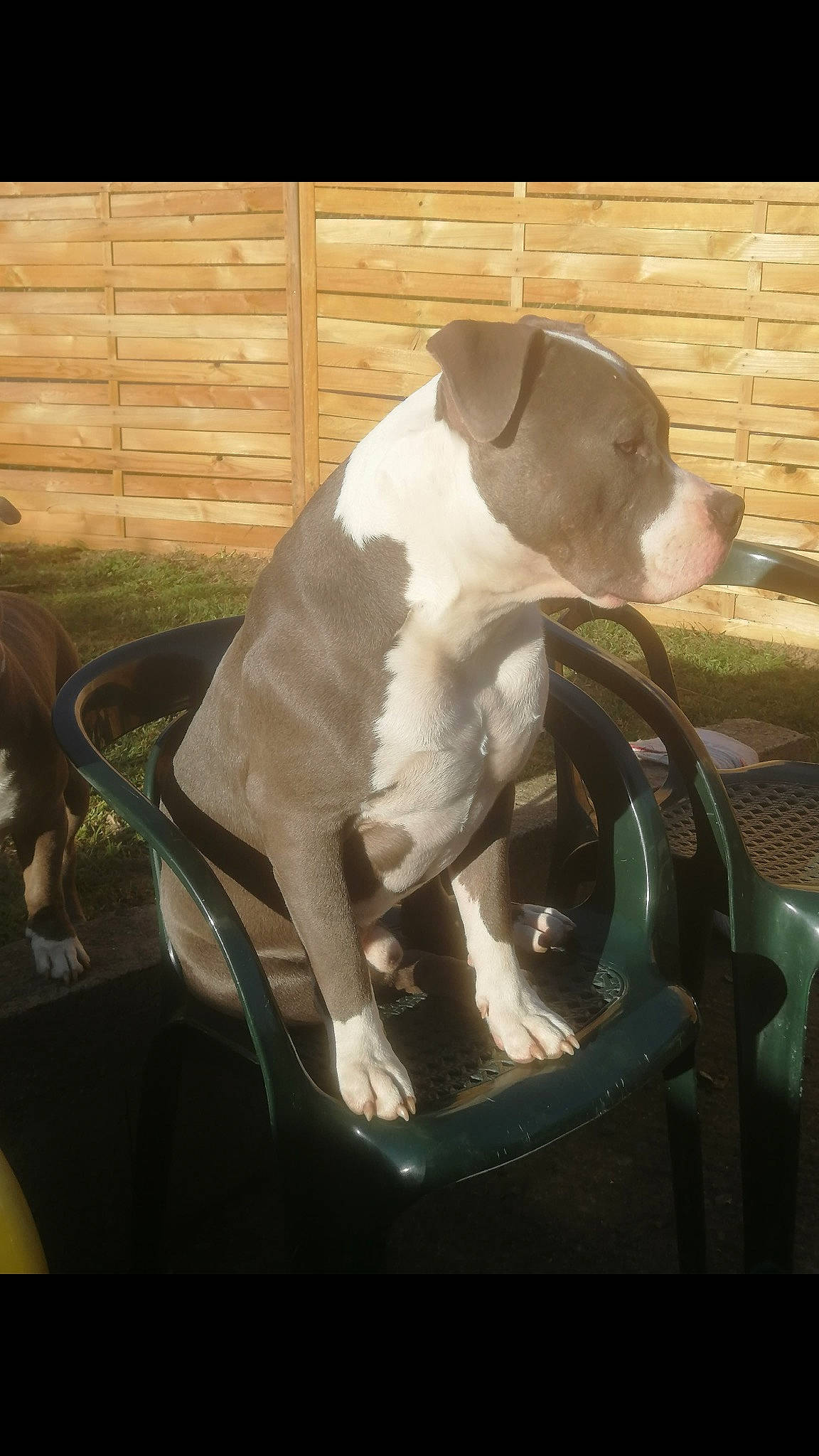 Phalco a rejoint le concours — aidez-le/la à gagner de superbes lots ! american_bulldog, american_pit_bull_terrier, american_staffordshire_terrier, bully_kutta, canidae, carnivore, dog, dog_breed, dogo_guatemalteco, fawn, mammal, non_sporting_group, pit_bull, snout, sporting_group, vertebrate