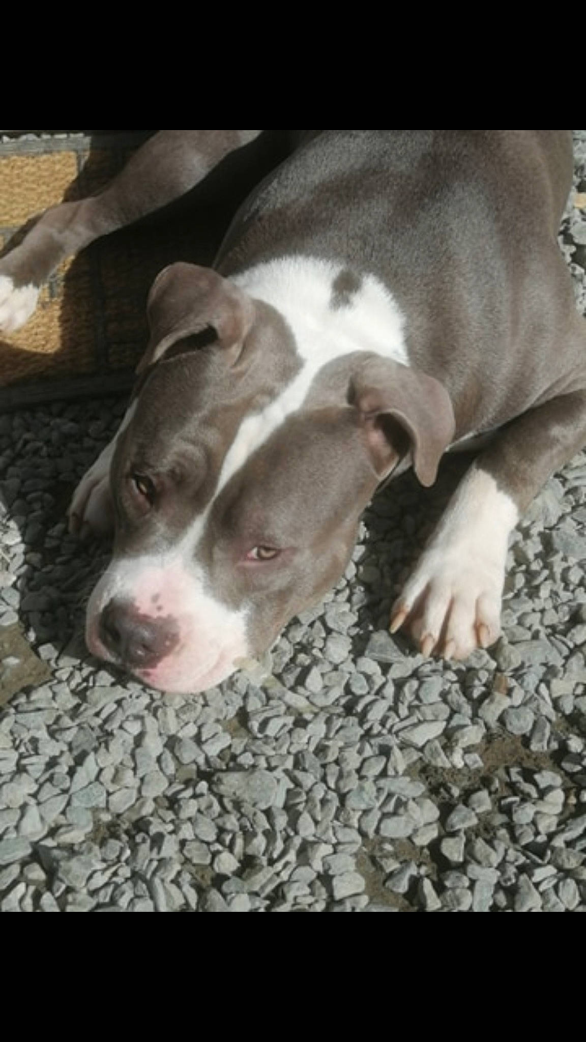 Phalco participe au concours pour gagner de l'argent avec cette photo : american_bulldog, american_pit_bull_terrier, american_staffordshire_terrier, bulldog, bully_kutta, canidae, carnivore, dog, dog_breed, ear, fawn, mammal, molosser, non_sporting_group, nose, pit_bull, puppy, rare_breed_dog, snout, vertebrate