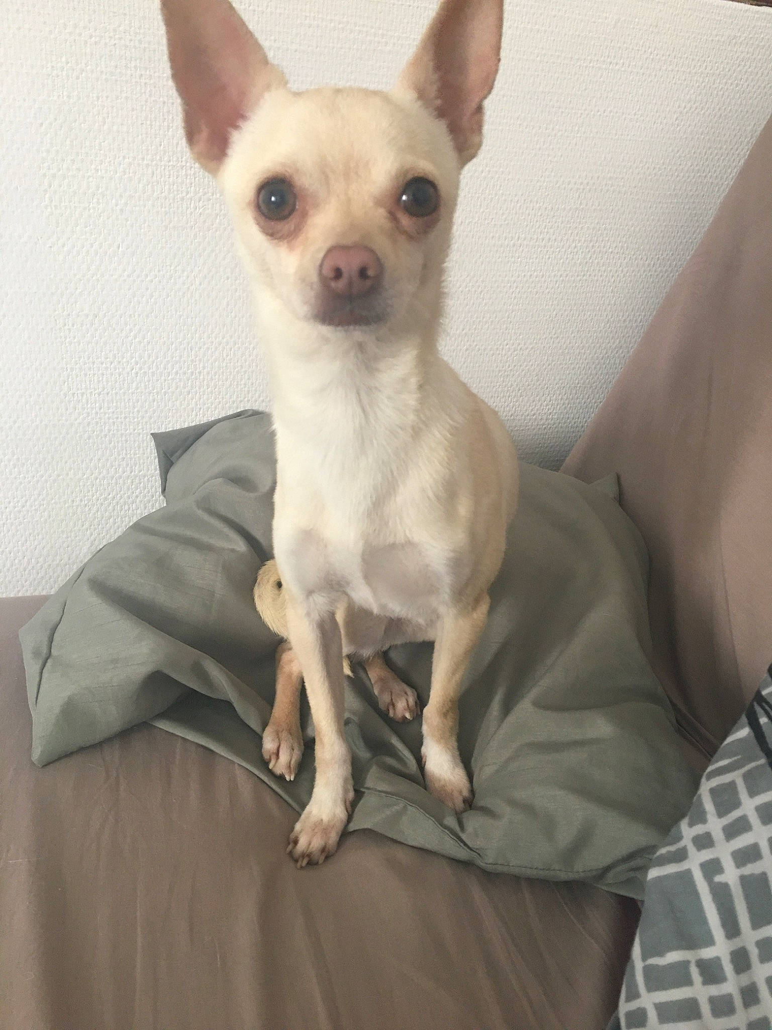 Oxo a rejoint le concours — aidez-le/la à gagner de superbes lots ! ancient_dog_breeds, canidae, carnivore, chihuahua, companion_dog, corgi_chihuahua, dog, dog_breed, ear, eye, fawn, head, mammal, puppy, skin, snout, toy_dog, vertebrate, whiskers