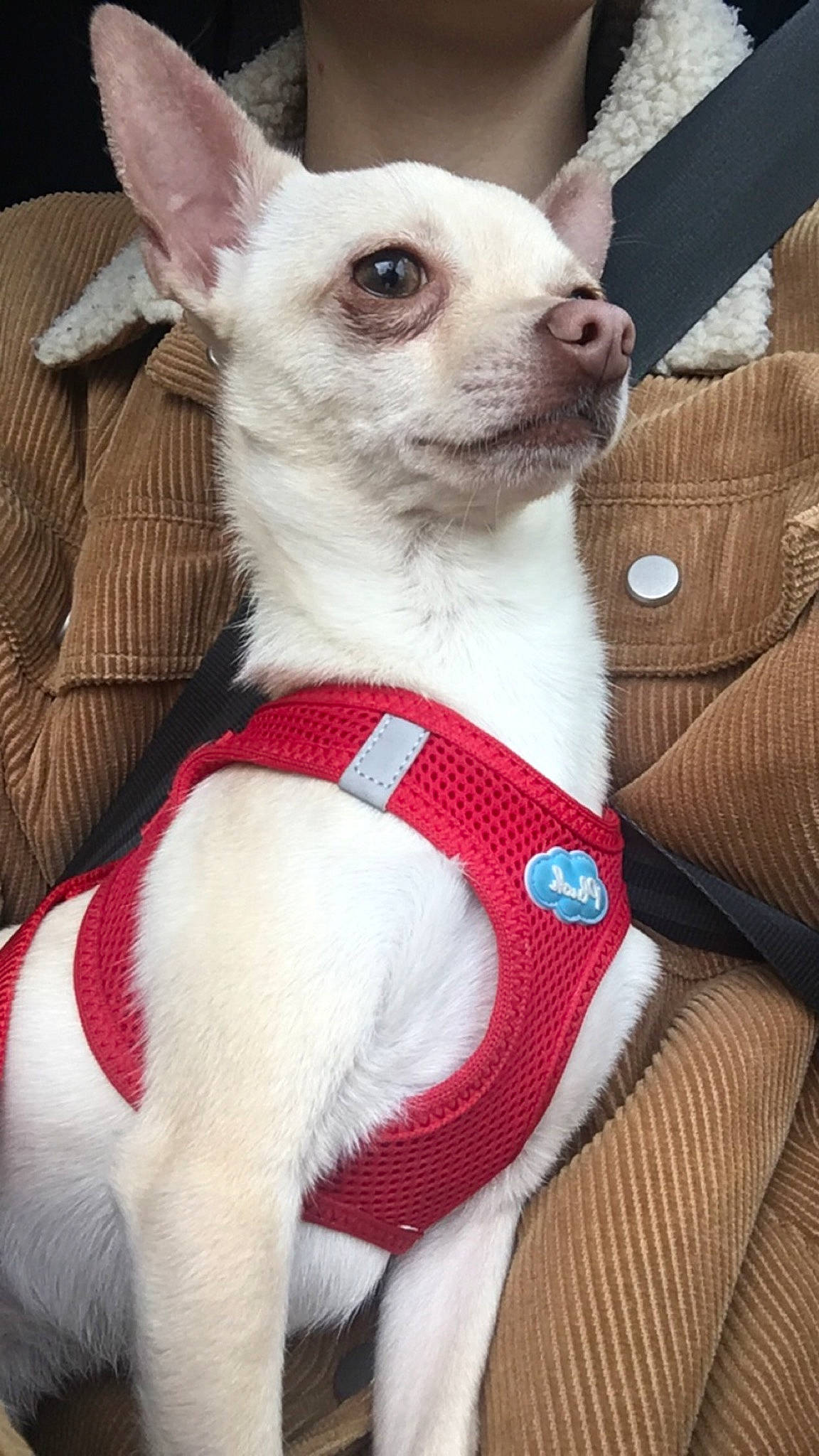 Oxo a rejoint le concours — aidez-le/la à gagner de superbes lots ! canidae, carnivore, chihuahua, companion_dog, dog, dog_breed, dog_clothes, ear, fawn, mammal, puppy, snout, toy_dog