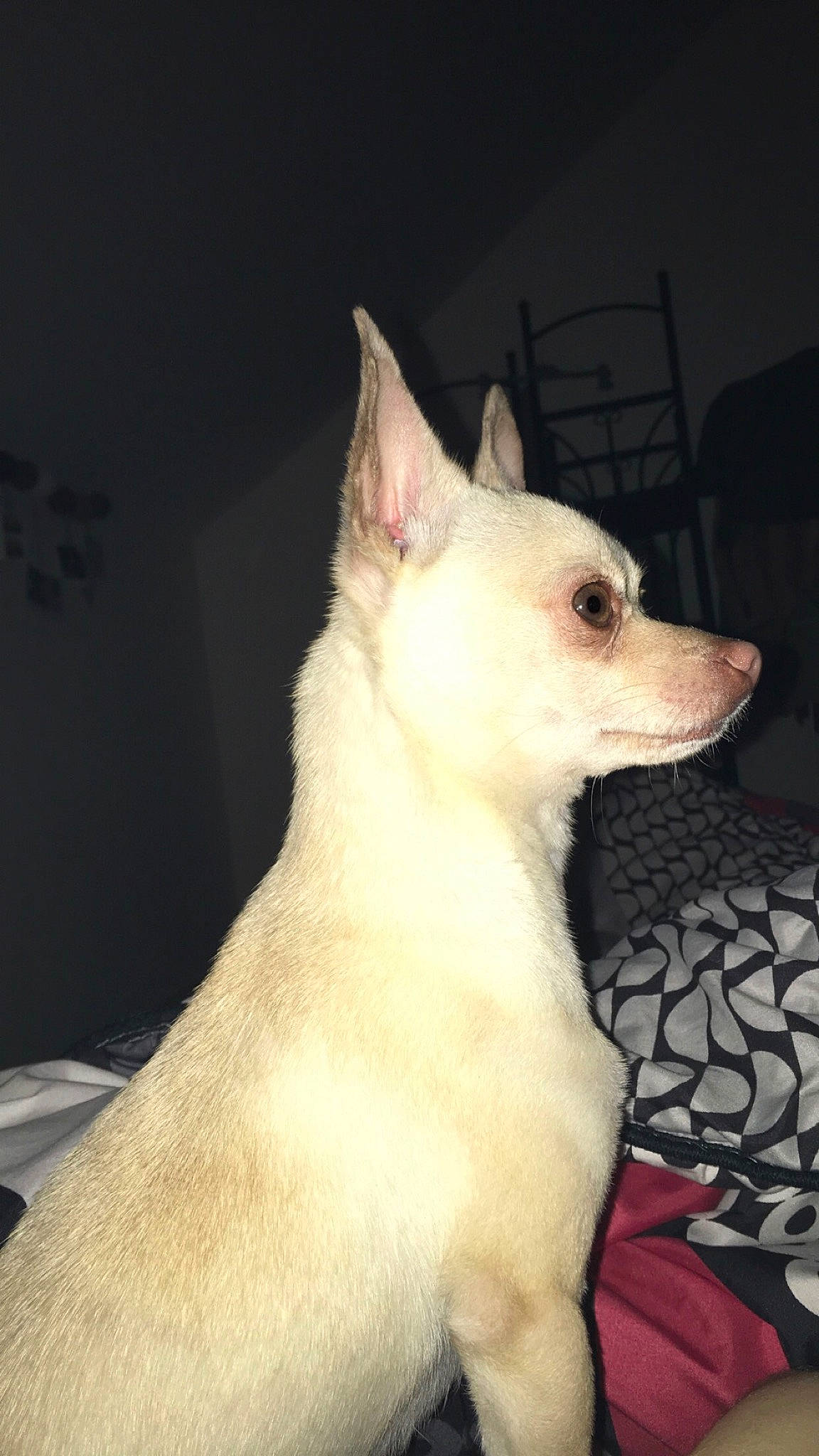 Oxo a rejoint le concours — aidez-le/la à gagner de superbes lots ! canidae, carnivore, chihuahua, companion_dog, dog, dog_breed, ear, fawn, head, indian_spitz, mammal, non_sporting_group, puppy, toy_dog, vertebrate, whiskers